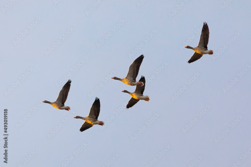 Grupo de ocas silvestres (anser anser) volando al amanecer Grupo de ocas silvestres (anser anser) volando al amanecer