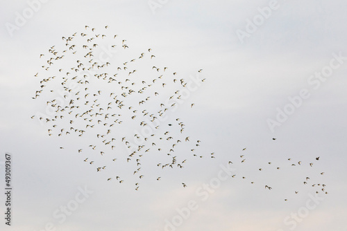 Grupo de correlimos comunes o playeros comunes (Calidris alpina) volando sobre un lago photo