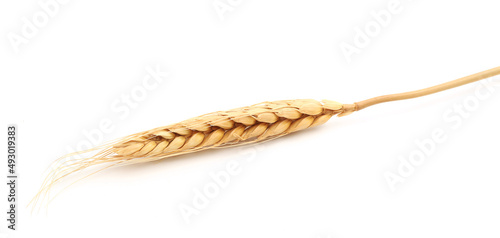 Golden ears of wheat isolated on white background. . oats, rye, barley. Healthy food.