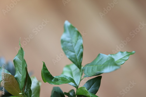 close up of leaves like a peacock