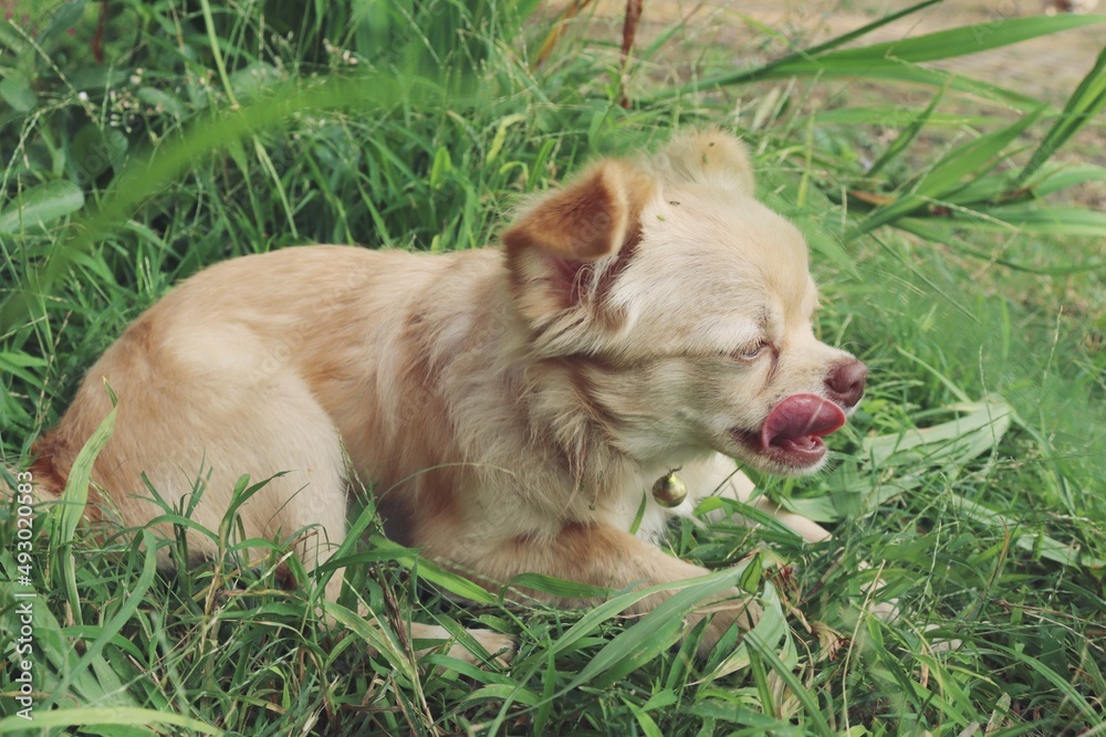Cute of brown chihuahua dog in the garden Cute of brown chihuahua dog in the garden