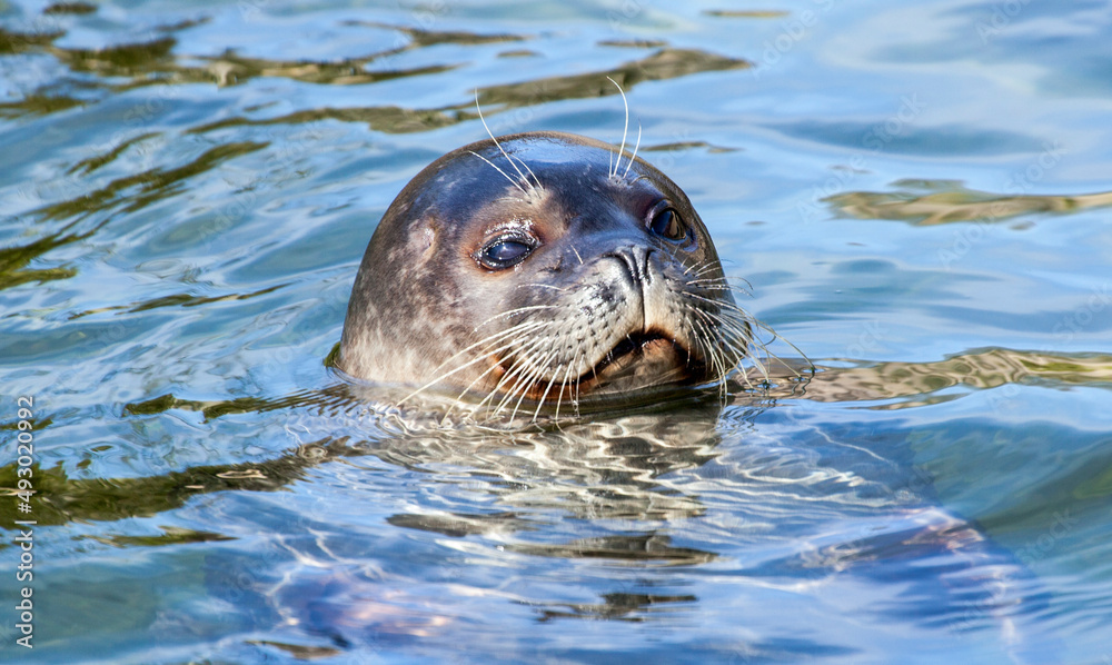 Obraz premium Seehund