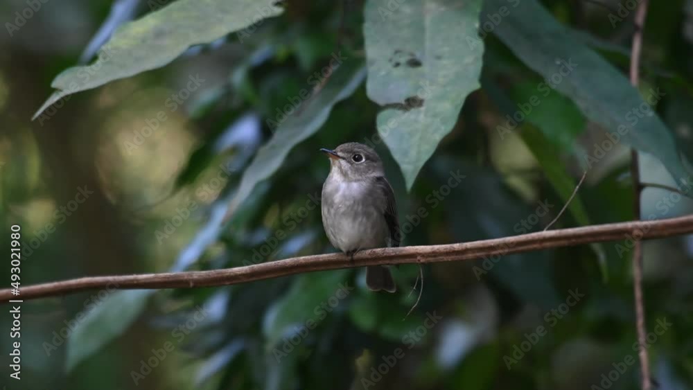 Chirping and looking around while perched on a vine, Dark-sided Flycatcher Muscicapa sibirica ,Chonburi, Thailand.