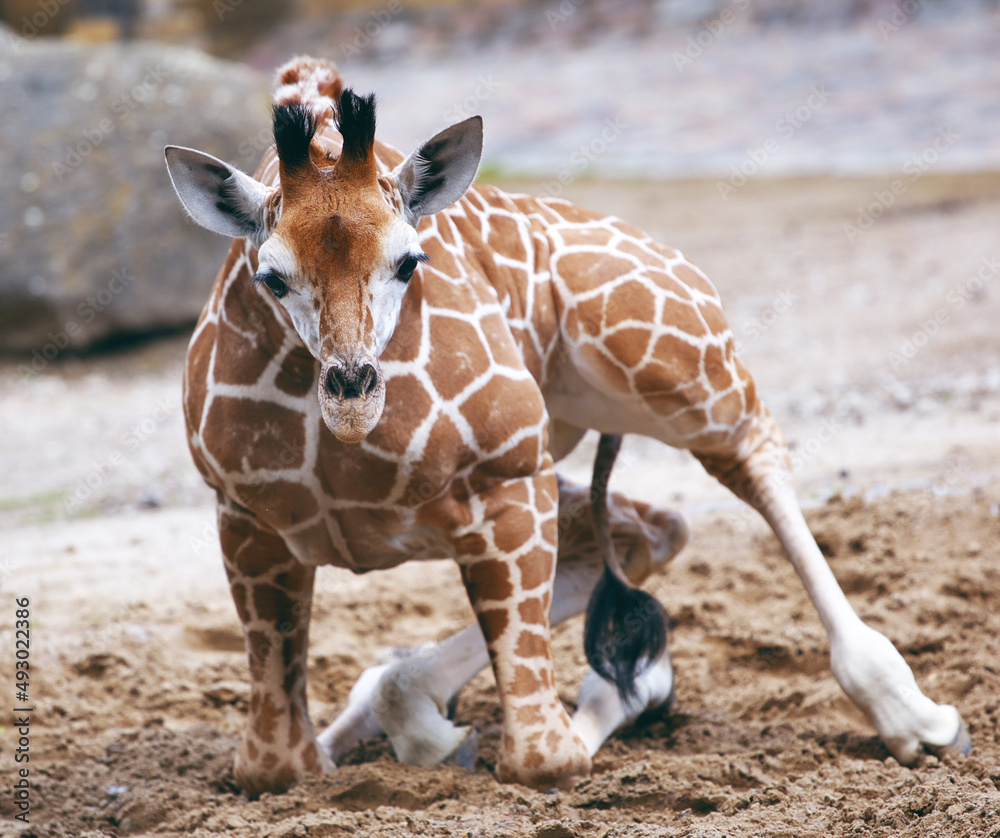 Obraz premium Giraffe