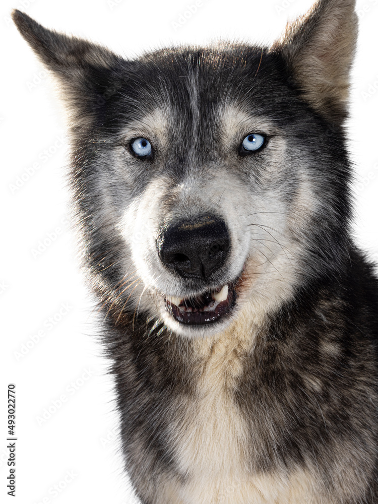 Durpy head shot of handsome American Wolfdog, sitting up facing front. Looking towards camera. Isolated on a white background.