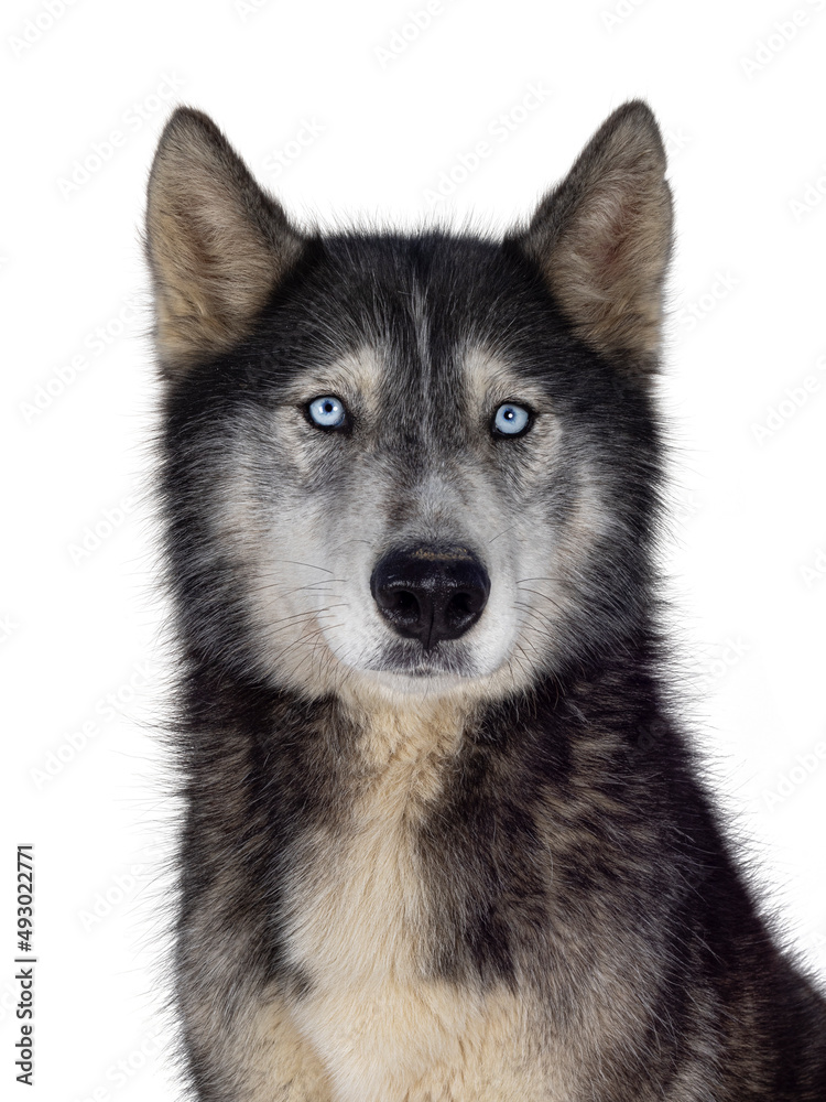 Fototapeta premium Head shot of handsome American Wolfdog, sitting up facing front. Looking towards camera. Isolated on a white background.