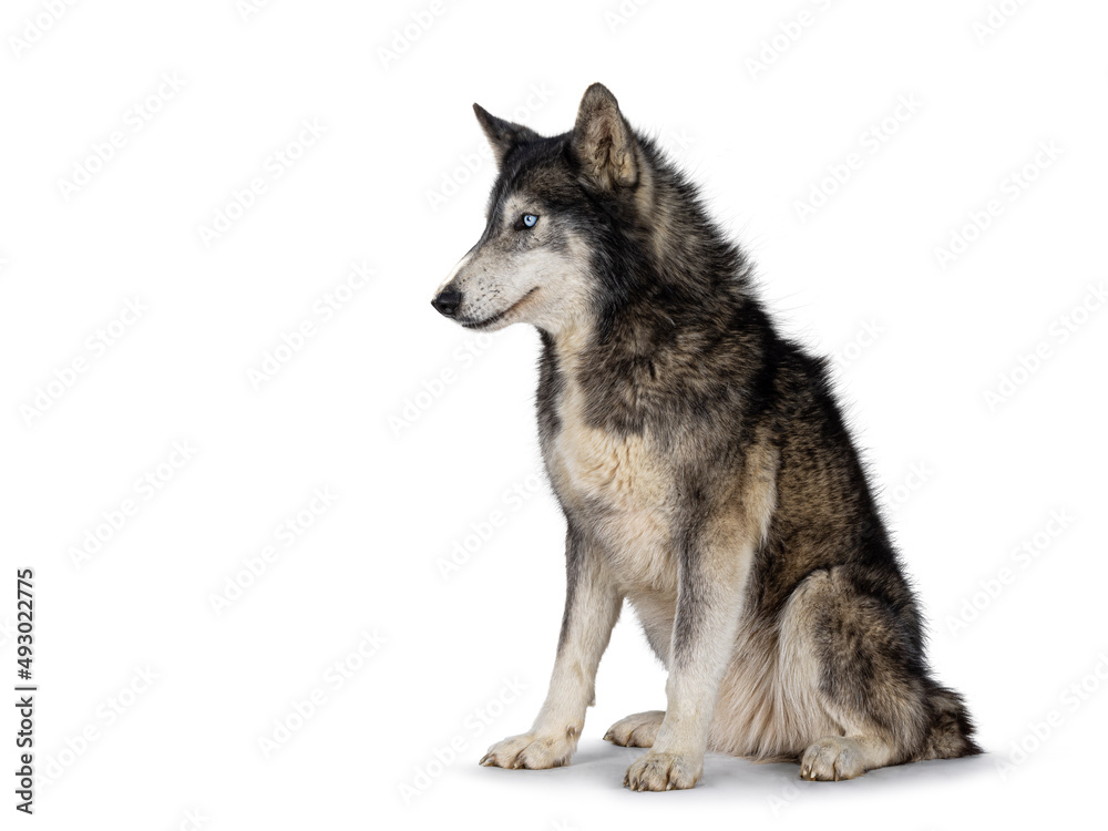 Handsome American Wolfdog, sitting up side ways, looking to the side and away from camera. Isolated on a white background.