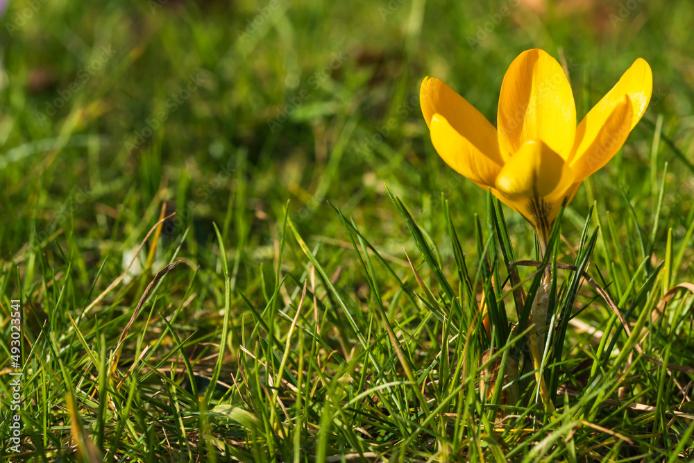 Close up of a single blooming yellow crocus on green grass Close up of a single blooming yellow crocus on green grass