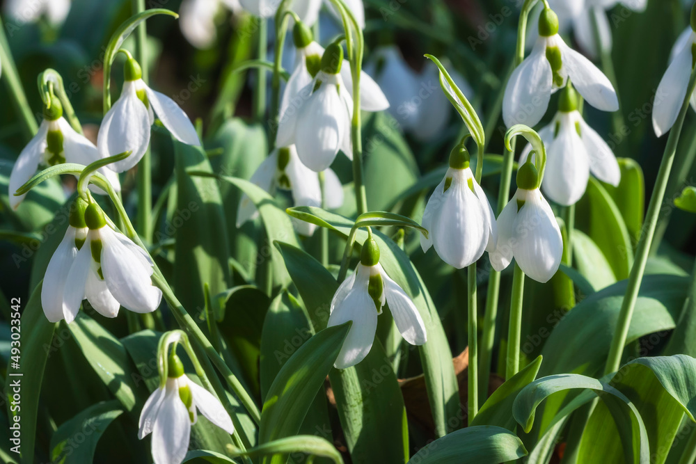 Close up of blooming white snowdrops in a public park Close up of blooming white snowdrops in a public park