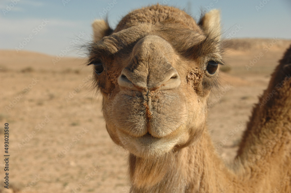 Libia tra città e deserti