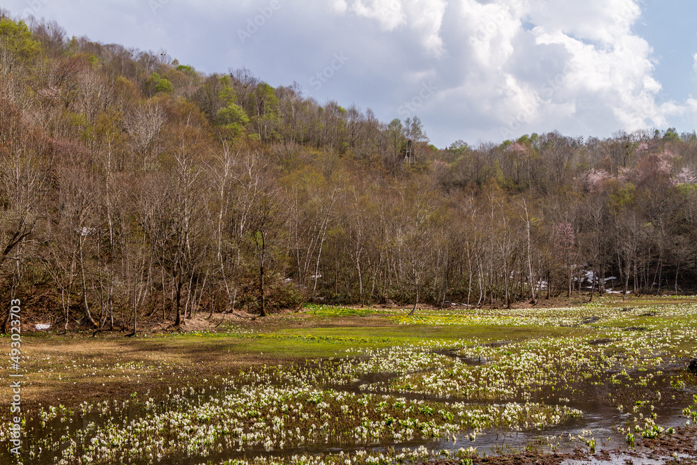 Fototapeta premium 池之原湿原の水芭蕉、リュウキンカ 