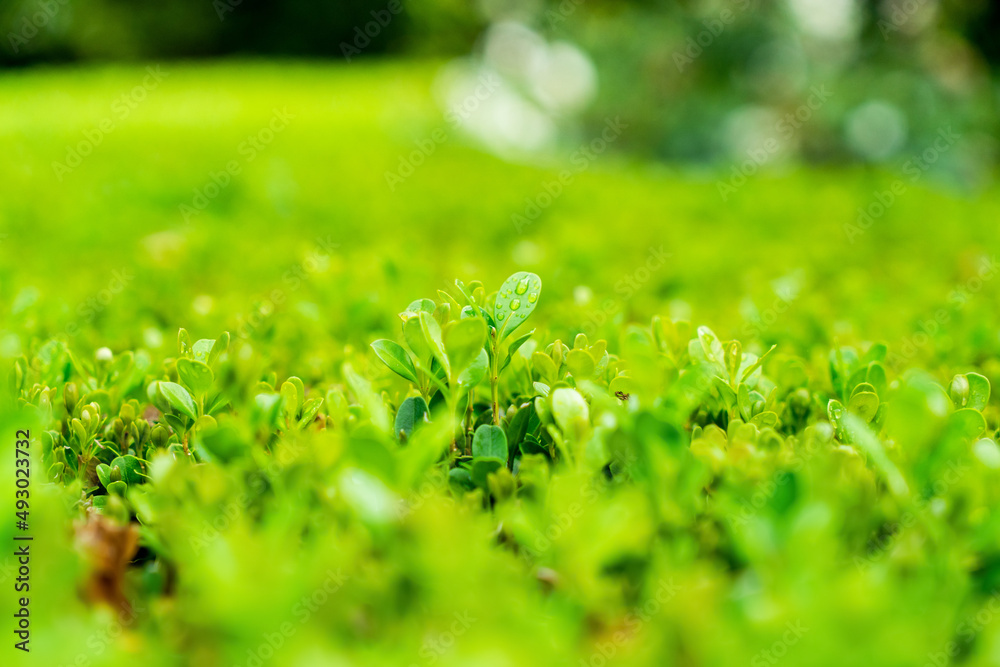 Selective focus bokeh shot of bright green hedge natural background filled with sunlight. Green leaves summer spring Selective focus bokeh shot of bright green hedge natural background filled with sunlight. Green leaves summer spring