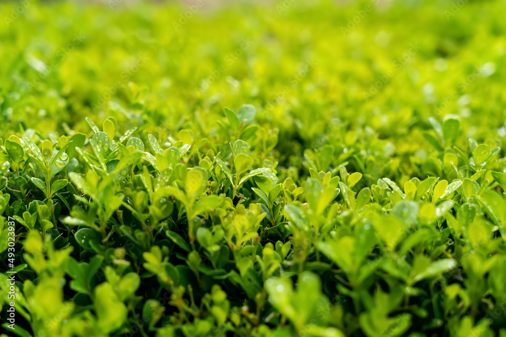 Selective focus bokeh shot of bright green hedge natural background filled with sunlight. Green leaves summer spring Selective focus bokeh shot of bright green hedge natural background filled with sunlight. Green leaves summer spring