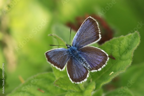 Silver-studded Blue, Plebejus argus, wild beautiful butterfly sitting on the green leaves. Insect in the nature habitat. Spring in the meadow. European wildlife, Czech republic.