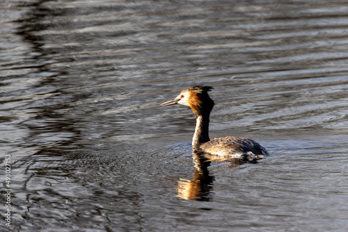 Great Crested Grebe, Podiceps cristatus. High quality photo