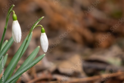 Spring flowering. Snowdrops in the park or garden. Slovakia