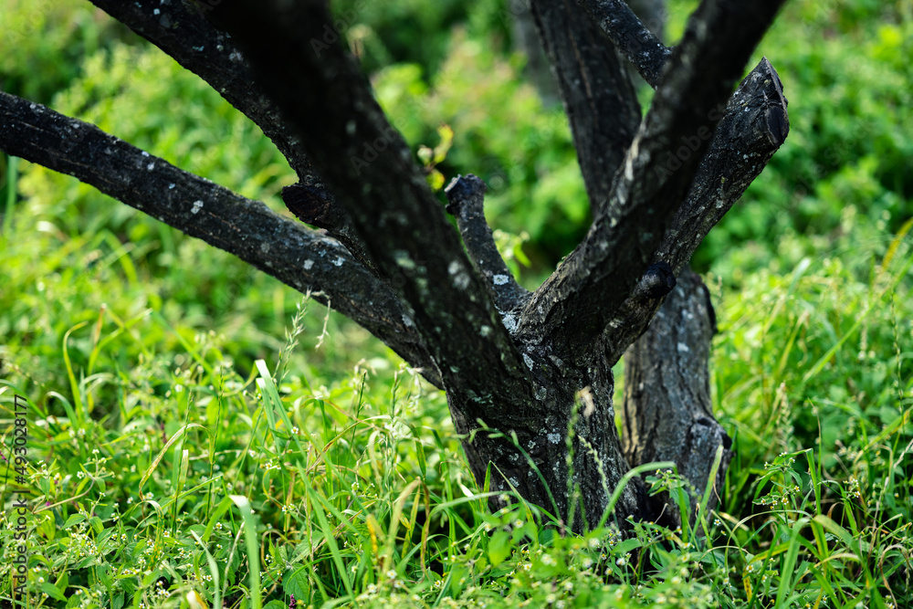 Tree covered with lichen. Selective focus.