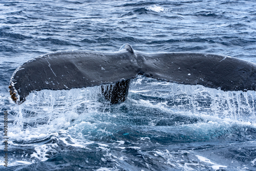 Fototapeta premium Ogasawara island
