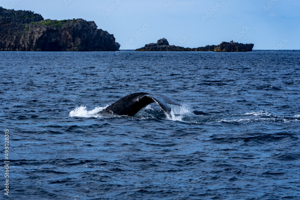 Obraz premium Ogasawara island