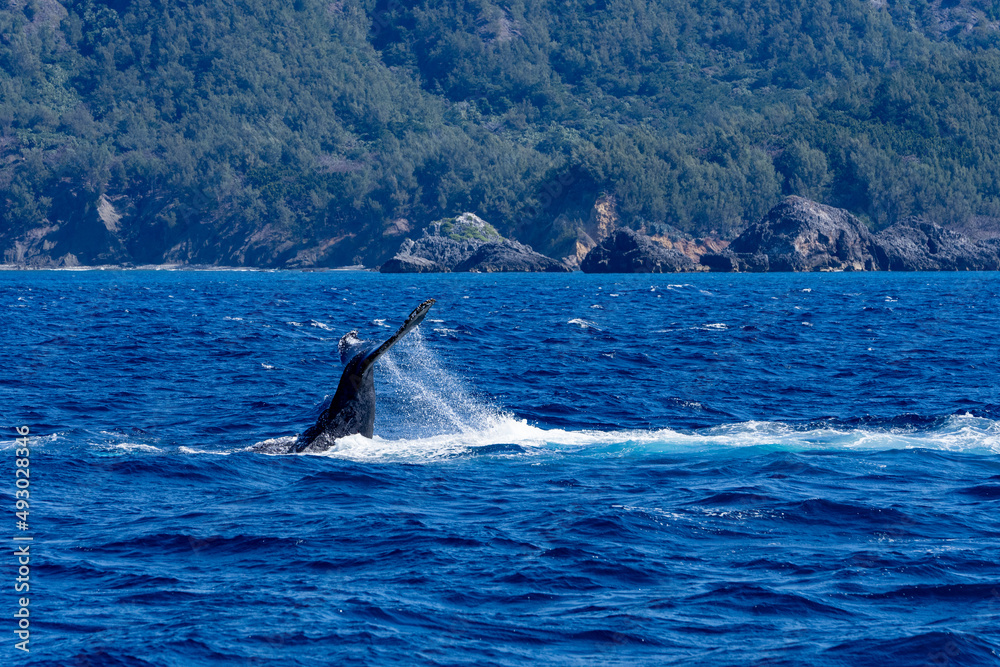 Fototapeta premium Ogasawara island