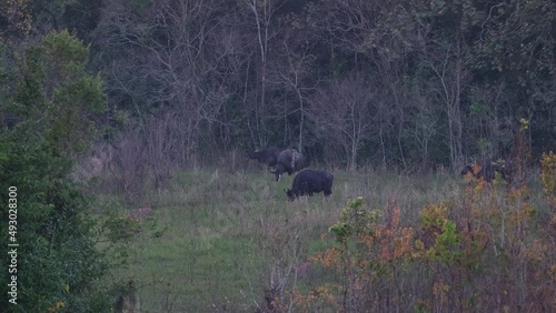 Grazing just outside of the forest while others also come out to join the feeding moment before dark, Gaur Bos gaurus Khao Yai, Thailand. photo