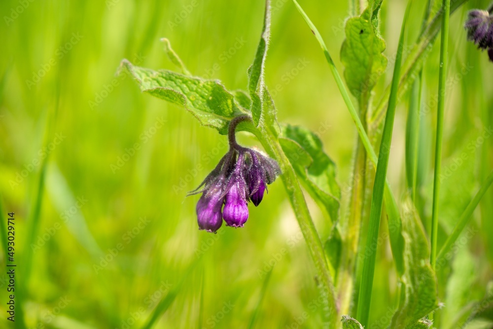 Comfrey flower in the grass. Slovakia Comfrey flower in the grass. Slovakia