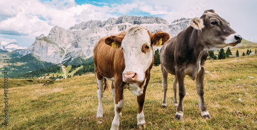 Krowy na pastwisku pasą się w górach Dolomitach.