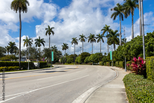 palm trees on the road