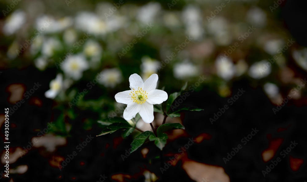 Fototapeta premium One Magnificent white Wood Anemone flower with others blurred anemones in the background of a French forest near Lyon in spring