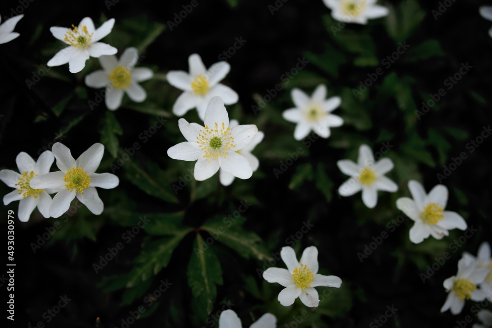 Obraz premium Magnificent Wood Anemone flowers on the ground of a French forest near Lyon in spring.