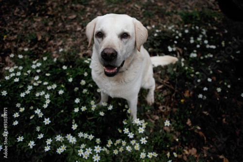 Pretty labrador retriever sitting in the middle of beautiful white wood anemones on the ground of a French forest near Lyon in the spring