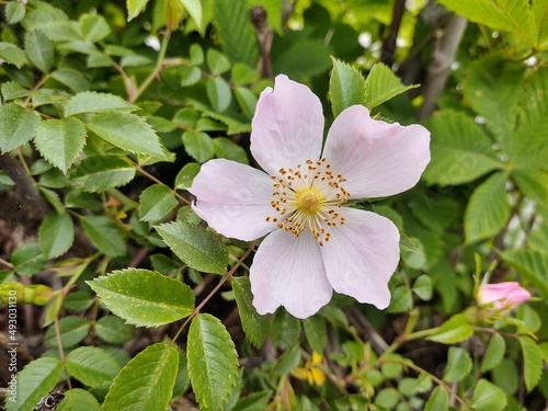 Spring tree flowering - pink Rosehip flower blooming on the tree. Slovakia