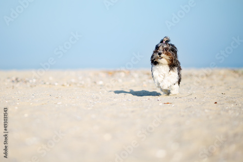 Adorable, happy and funny Bichon Havanese dog running on the beach with flying ears and hair on a bright sunny day. Shallow depth of field, space for text