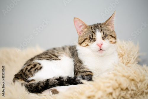 Adorable blind white and brown tabby cat lying on a beige fleecy rug. Cute and affectionate rescued kitty, lost its eyes due to a severe Feline Herpesvirus Infection. photo