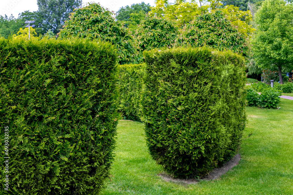 Trimmed evergreen thuja hedge in a landscaped park among the deciduous trees with turf lawn in the backyard on a summer day, eco friendly landscaping theme background, nobody.
