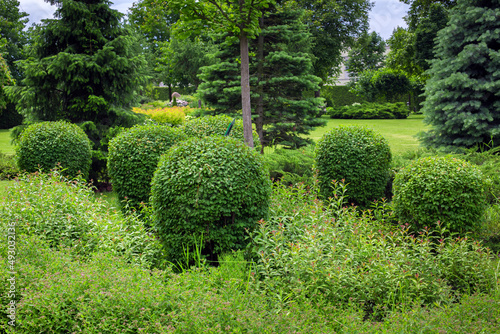 flower bed with different deciduous bushes and pine trees in a garden bed of backyard park with a landscape growth eco friendly plants, nobody.