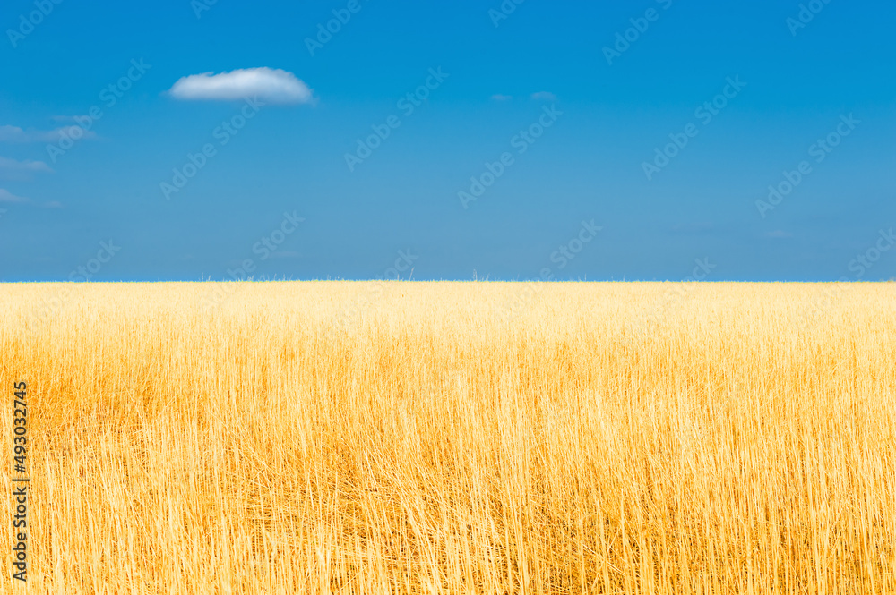 Blue sky with white cloud over the yellow field of wheat. Beautiful summer landscape. Nature background
