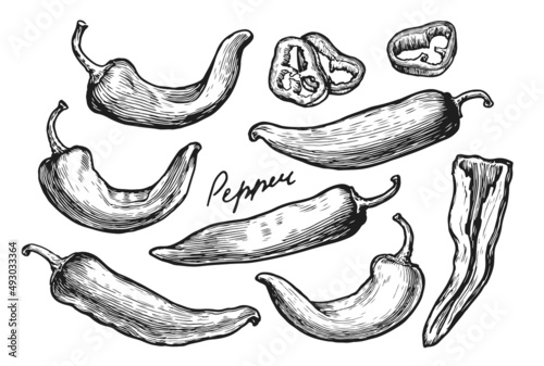 Pepper sketch set. Farm vegetables, spicy ingredients for cooking