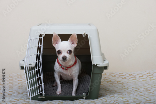 Dog carrier - a small white chihuahua dog sits in a large plastic shipping box and looks carefully into the camera. The dog is ready to travel.