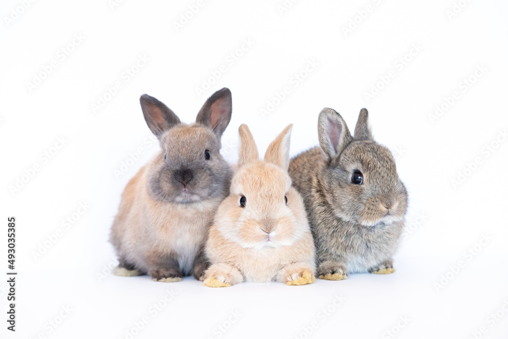 Obraz premium Group of brown cute baby rabbits sitting isolated on white background. Lovely three young brown rabbits sitting.