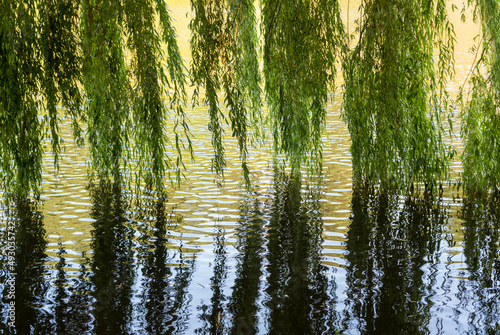 The long green branches of the willow are reflected on the surface of the water.