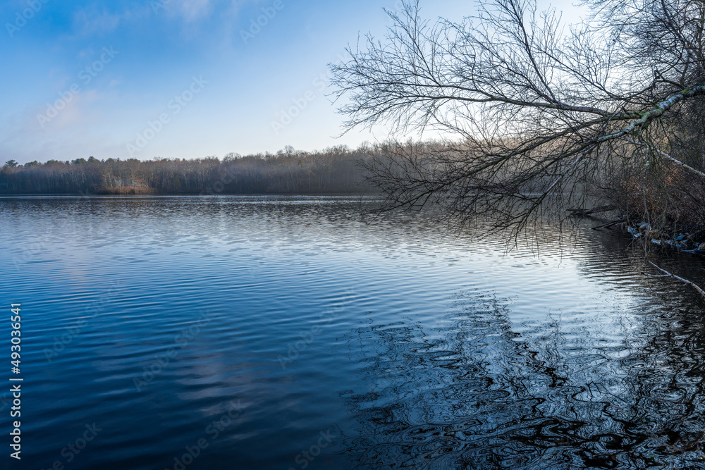 Photograph of a limb overhanging a lake early in the morning with the last of the fog in the trees across the lake.