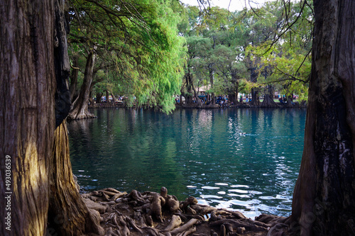 tree on the lake Camecuaro photo