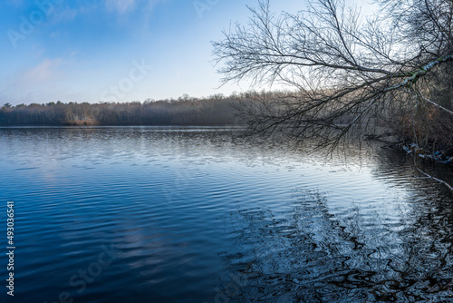 Photograph of a limb overhanging a lake early in the morning with the last of the fog in the trees across the lake.