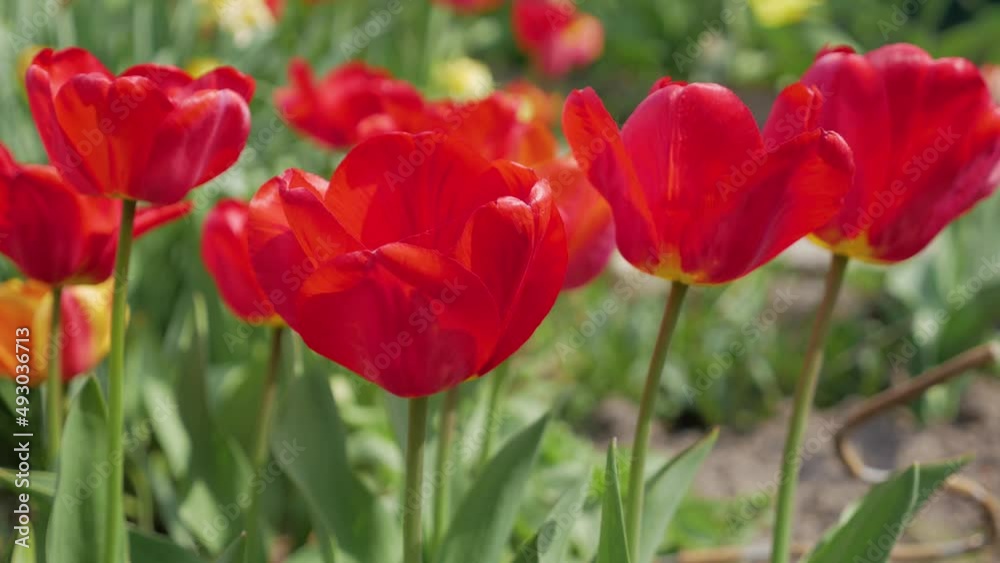 Closeup natural background red open tulips sway in the wind on a sunny spring day, 4K Closeup natural background red open tulips sway in the wind on a sunny spring day, 4K