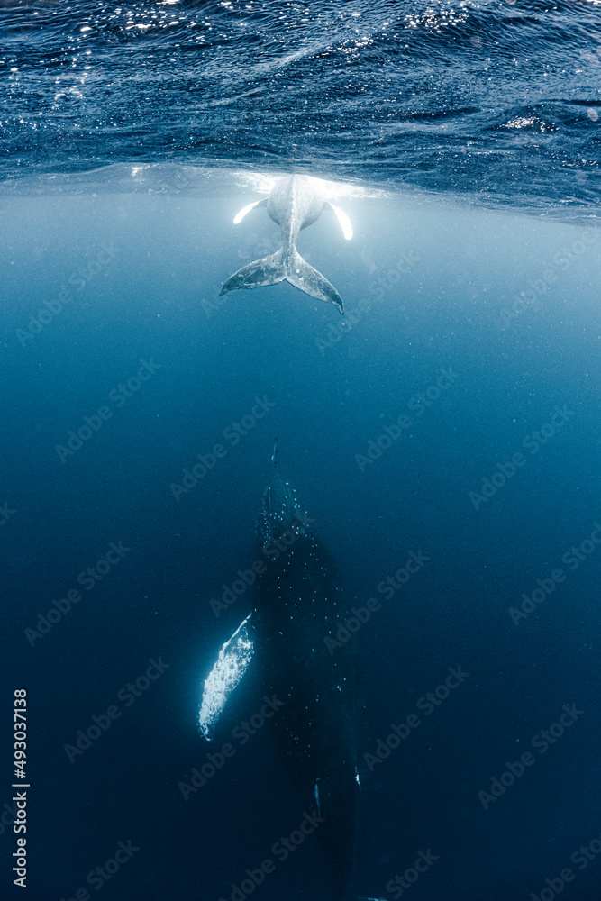 Obraz premium Humpback whale mother and calf