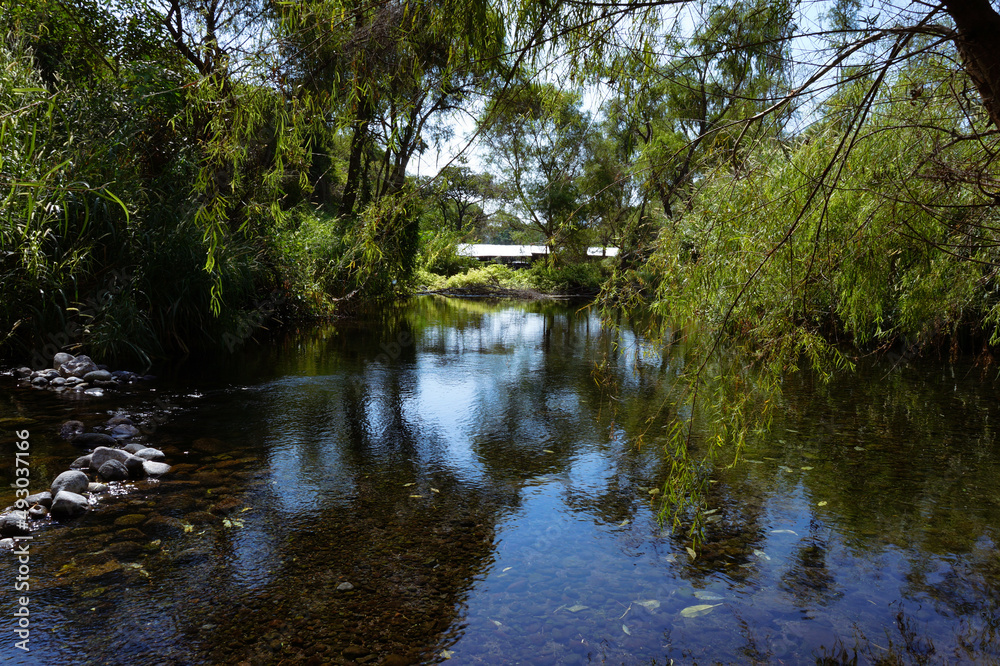 reflection of trees in the water un Colima reflection of trees in the water un Colima