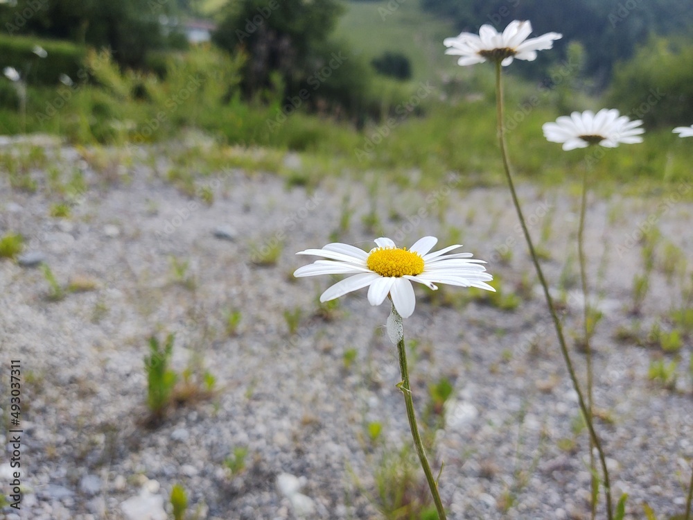 Camomile daisy flowers in the grass covered by rain or morning dew. Slovakia Camomile daisy flowers in the grass covered by rain or morning dew. Slovakia