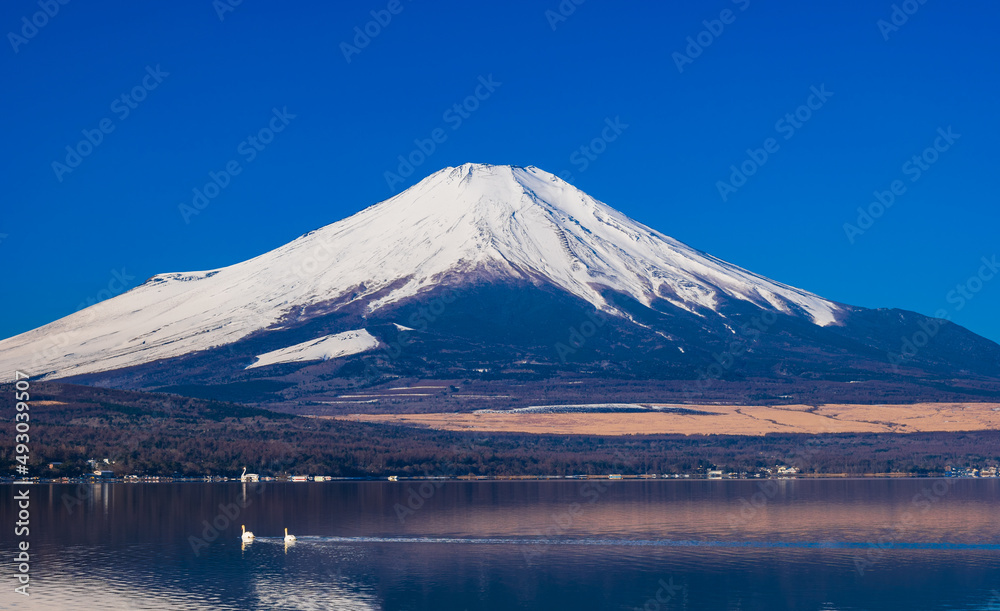 逆さ富士と白鳥　山中湖