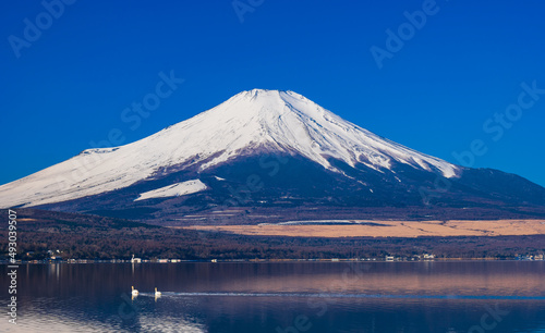 逆さ富士と白鳥　山中湖 © oben901